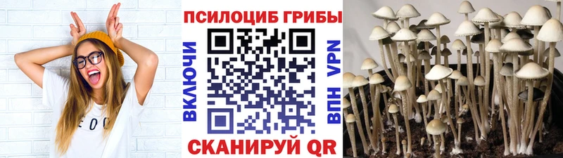 закладка  Калтан  Галлюциногенные грибы Psilocybe 